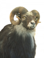 Gammelsauen på Herøya Gammelsauen på Herøya